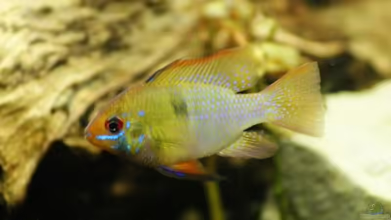 Besatz im Aquarium Becken 112 L nur noch als Beispiel von Stony (15)