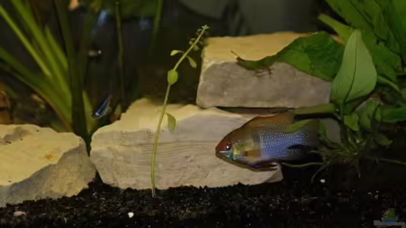 Besatz im Aquarium Becken 112 L nur noch als Beispiel von Stony (16)