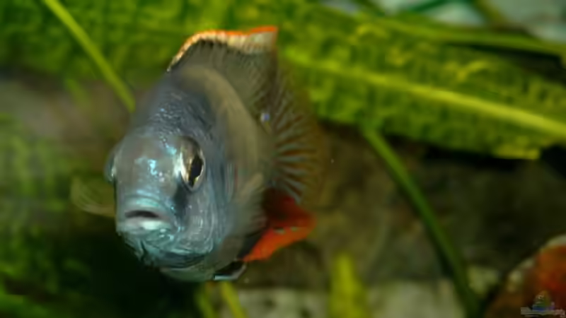 Besatz im Aquarium Becken 112 von Marco Spurzem (11)