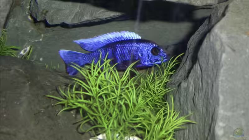 Besatz im Aquarium Becken 112 von Marco Spurzem (14)