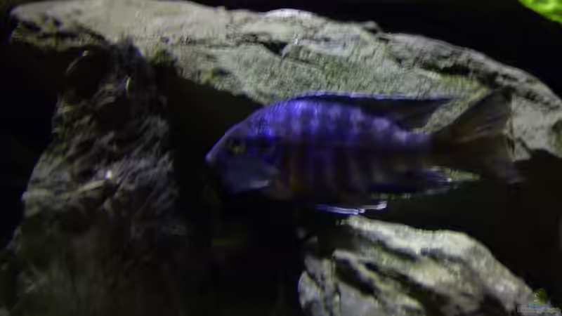 Besatz im Aquarium Becken 112 von Marco Spurzem (15)