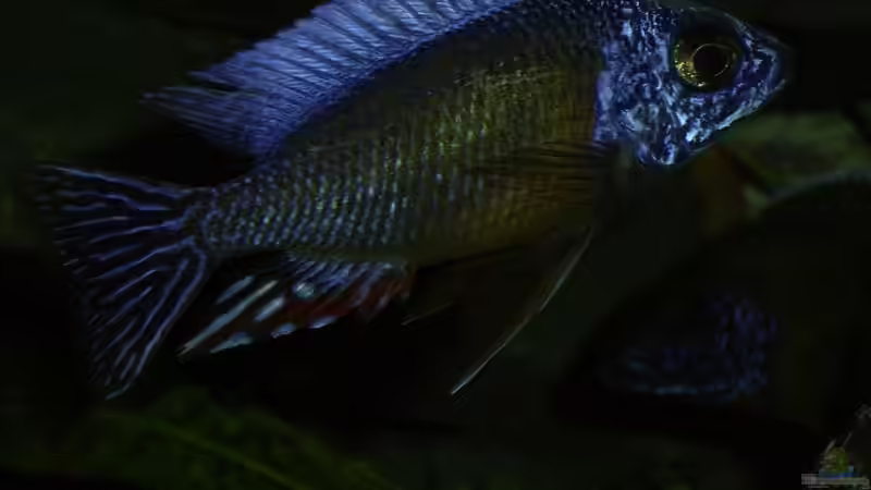 Besatz im Aquarium Becken 112 von Marco Spurzem (17)