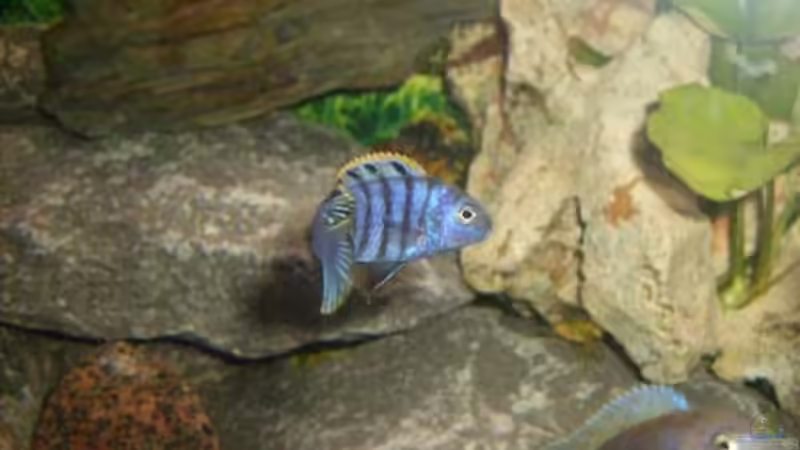 Besatz im Aquarium Becken 11234 von malawiwolf (6)