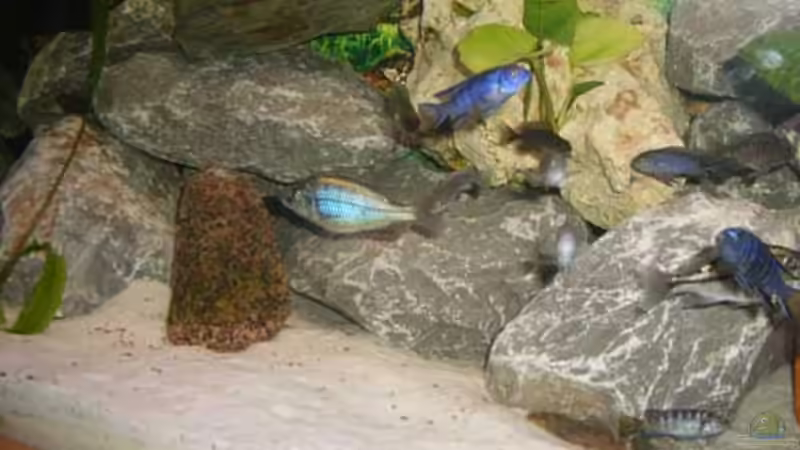 Besatz im Aquarium Becken 11234 von malawiwolf (7)