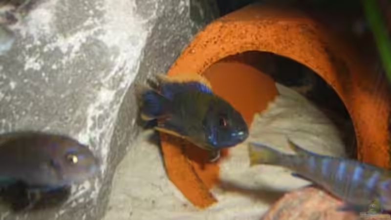 Besatz im Aquarium Becken 11234 von malawiwolf (8)