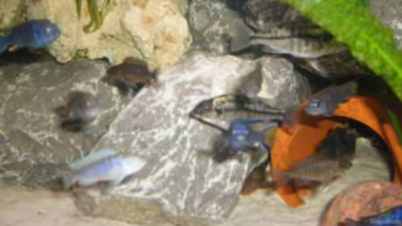 Besatz im Aquarium Becken 11234 von malawiwolf (9)