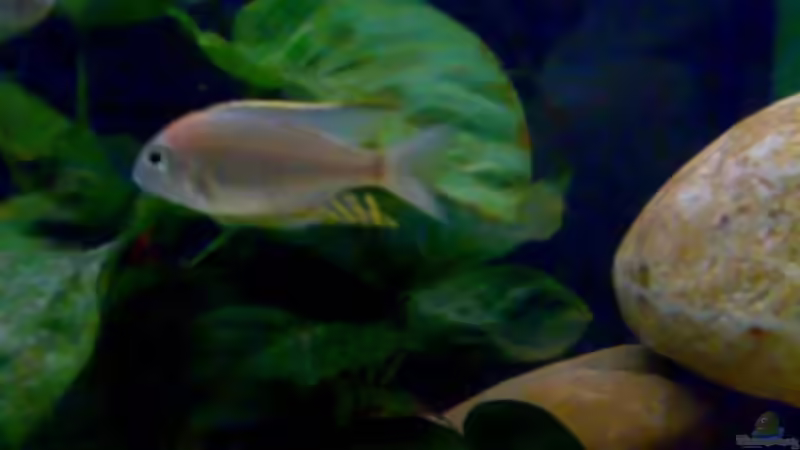 Besatz im Aquarium Becken 11236 von Northernlights (11)