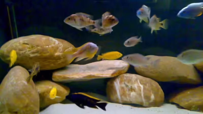 Besatz im Aquarium Becken 11236 von Northernlights (12)