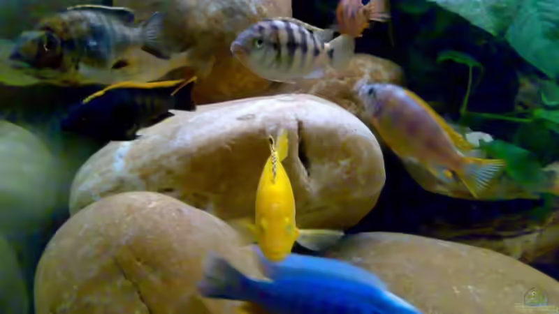 Besatz im Aquarium Becken 11236 von Northernlights (15)