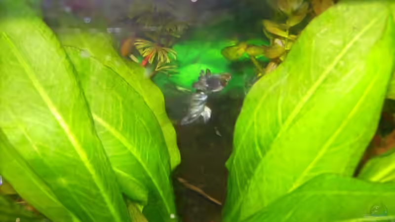 Besatz im Aquarium Becken 11244 von wert (7)