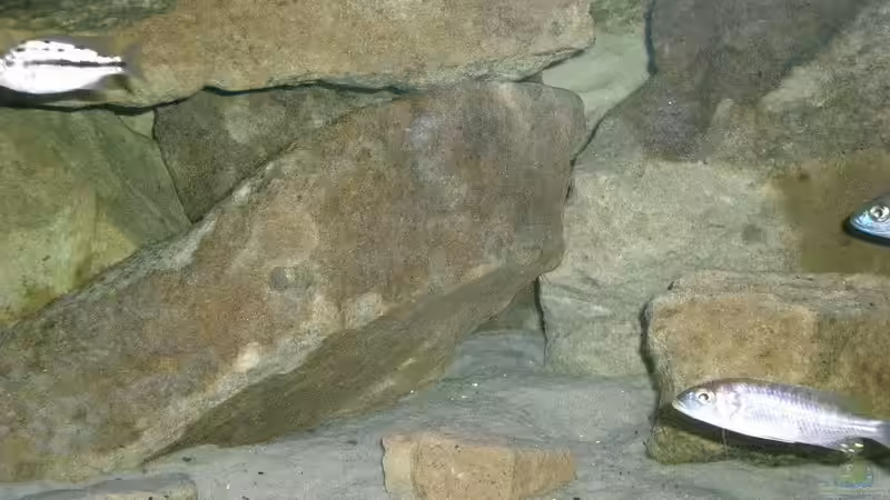 Besatz im Aquarium Becken 11245 von di Stefano (16)