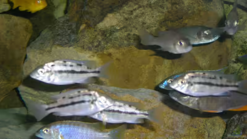 Besatz im Aquarium Becken 11245 von di Stefano (17)
