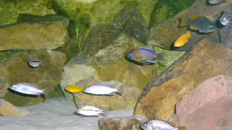 Besatz im Aquarium Becken 11245 von di Stefano (18)