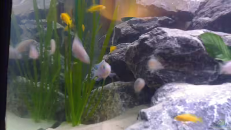 Besatz im Aquarium Becken 11253 von Julie (10)