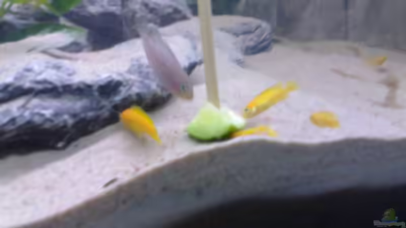 Besatz im Aquarium Becken 11253 von Julie (12)