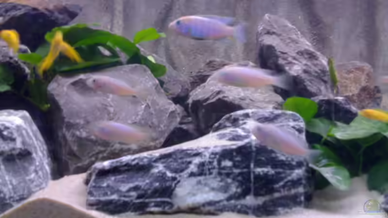 Besatz im Aquarium Becken 11253 von Julie (13)