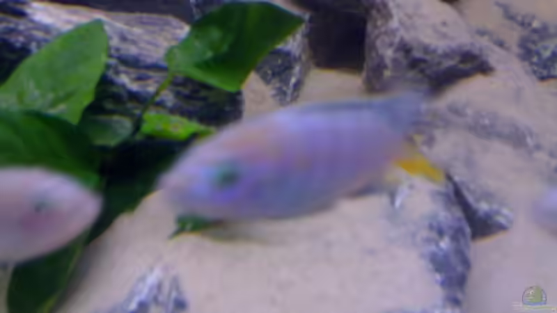 Besatz im Aquarium Becken 11253 von Julie (7)