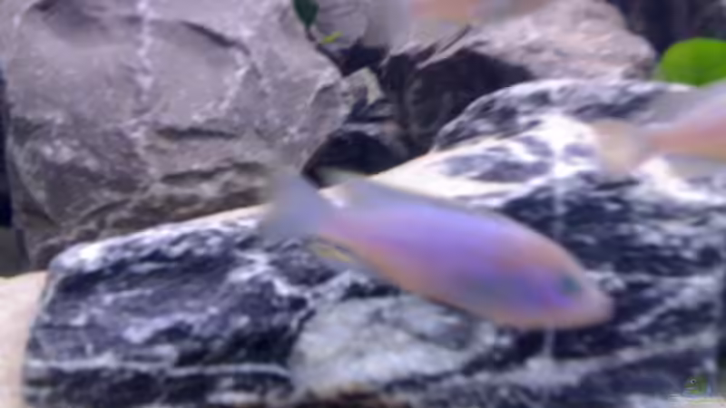 Besatz im Aquarium Becken 11253 von Julie (8)