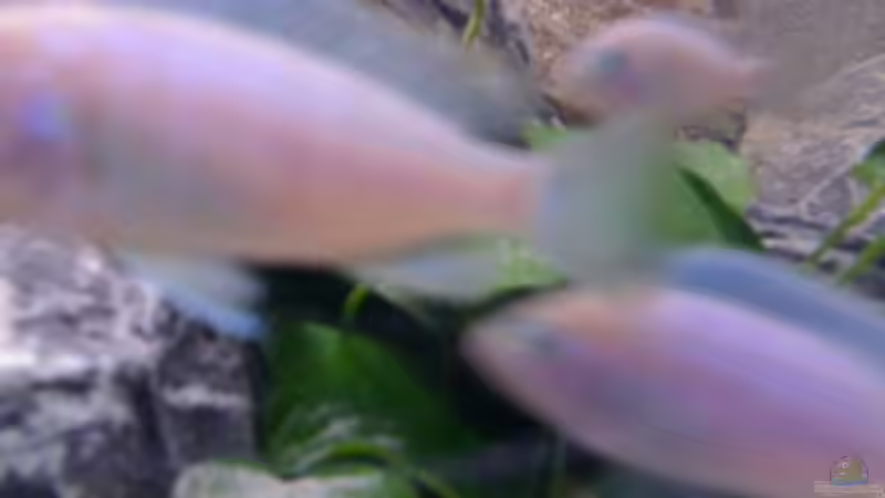 Besatz im Aquarium Becken 11253 von Julie (9)