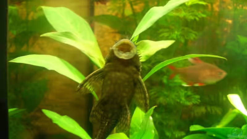 Besatz im Aquarium Becken 11259 von Stifflersmom76 (10)