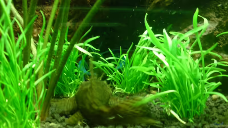 Besatz im Aquarium Becken 11259 von Stifflersmom76 (12)