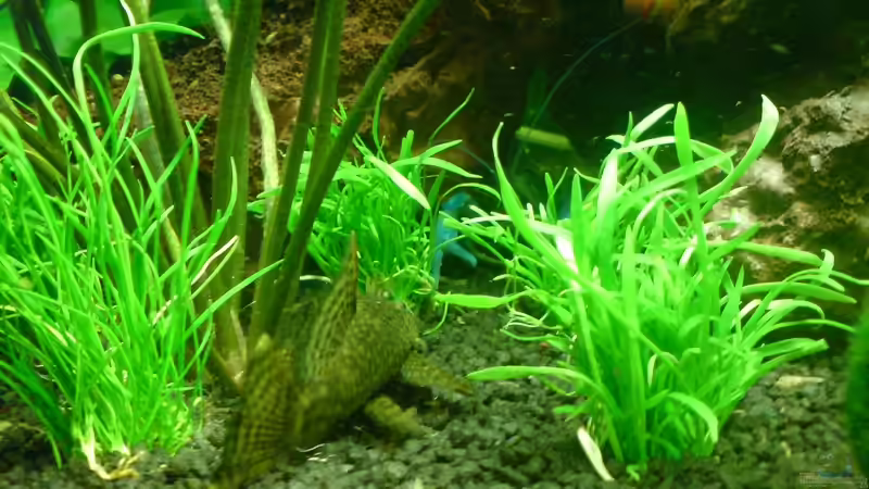 Besatz im Aquarium Becken 11259 von Stifflersmom76 (13)