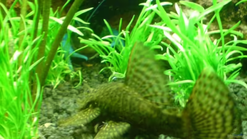 Besatz im Aquarium Becken 11259 von Stifflersmom76 (14)