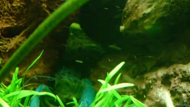 Besatz im Aquarium Becken 11259 von Stifflersmom76 (15)