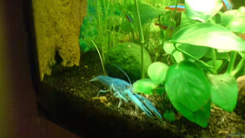 Besatz im Aquarium Becken 11259 von Stifflersmom76 (16)