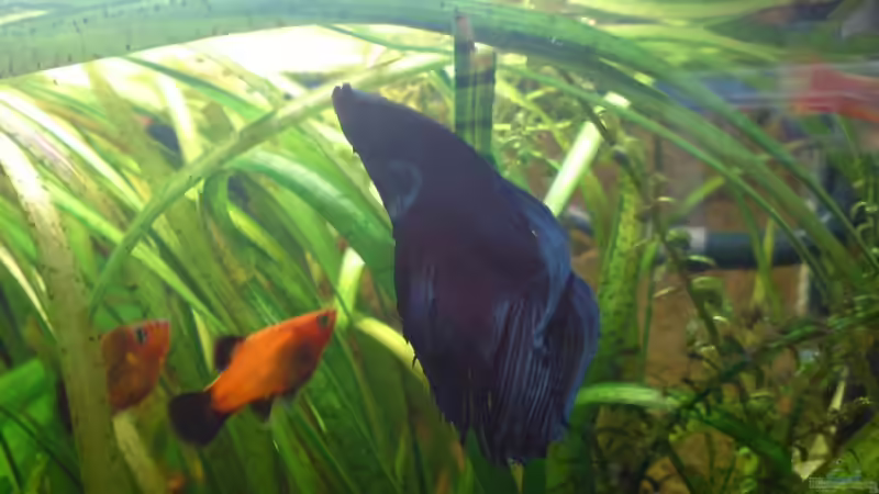 Besatz im Aquarium Becken 11259 von Stifflersmom76 (17)