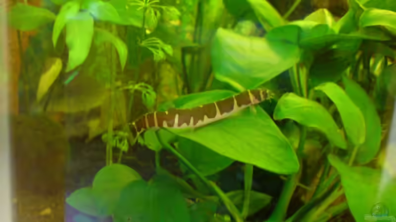 Besatz im Aquarium Becken 11259 von Stifflersmom76 (18)