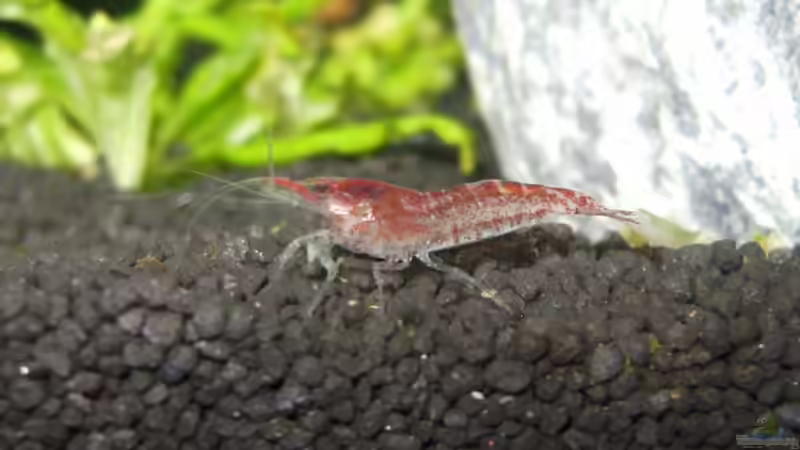 Besatz im Aquarium Becken 11281 von Andreas Kraus (2)