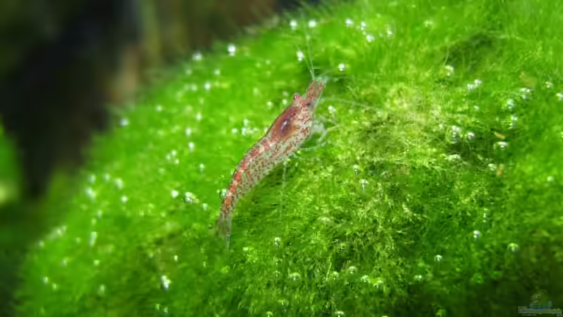 Besatz im Aquarium Becken 11281 von Andreas Kraus (3)