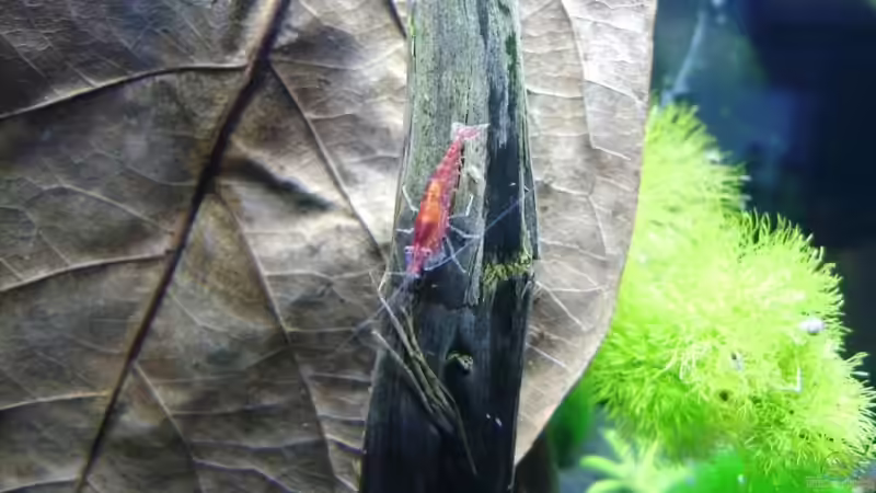 Besatz im Aquarium Becken 11281 von Andreas Kraus (6)