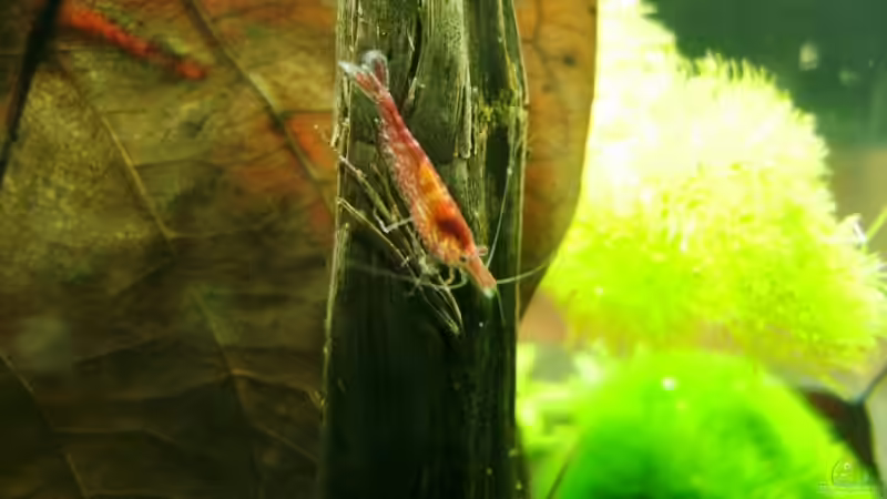 Besatz im Aquarium Becken 11281 von Andreas Kraus (7)