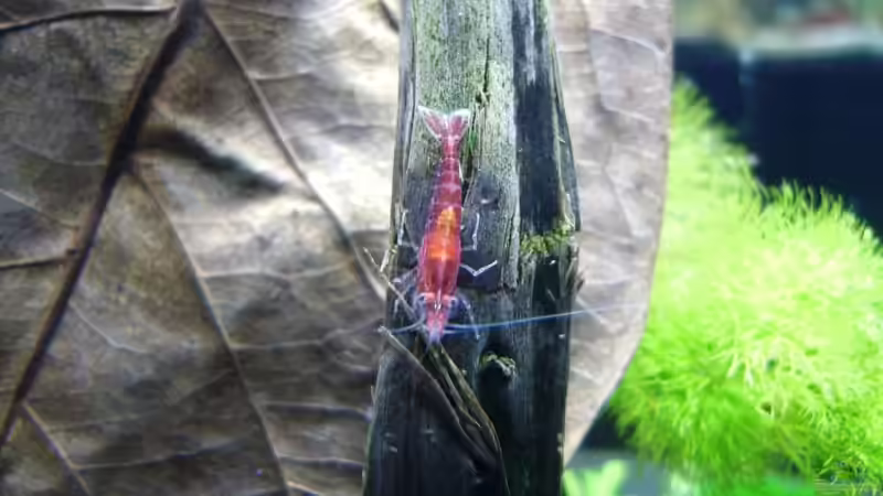 Besatz im Aquarium Becken 11281 von Andreas Kraus (8)