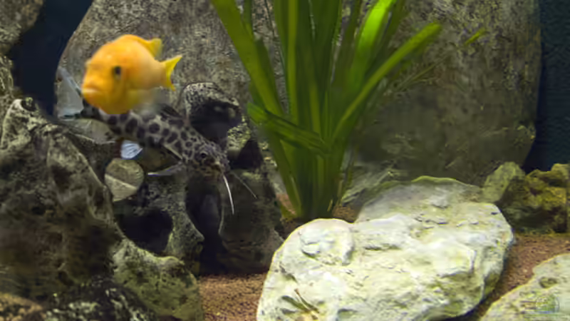 Besatz im Aquarium Becken 11282 von Markus Brachmann (10)