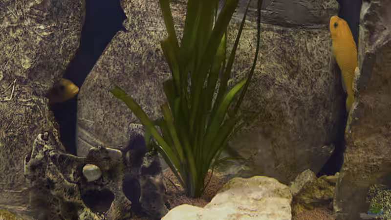 Besatz im Aquarium Becken 11282 von Markus Brachmann (11)