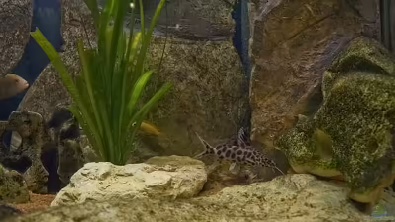 Besatz im Aquarium Becken 11282 von Markus Brachmann (13)