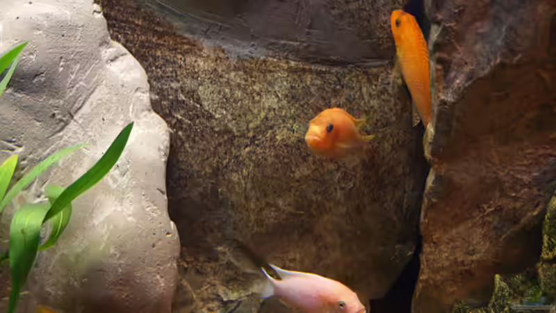 Besatz im Aquarium Becken 11282 von Markus Brachmann (14)