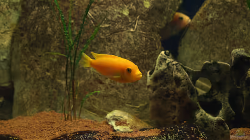 Besatz im Aquarium Becken 11282 von Markus Brachmann (4)