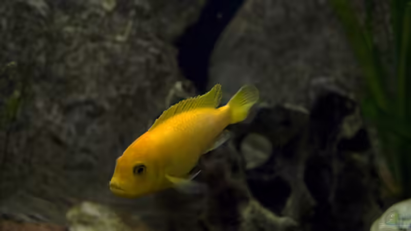 Besatz im Aquarium Becken 11282 von Markus Brachmann (5)