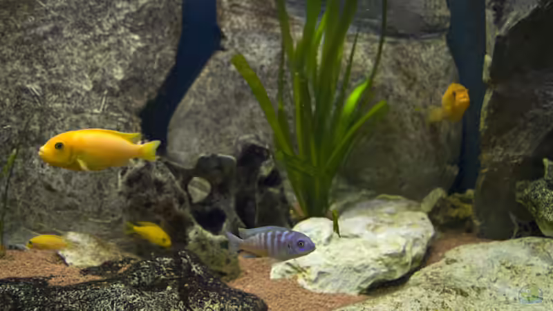 Besatz im Aquarium Becken 11282 von Markus Brachmann (6)