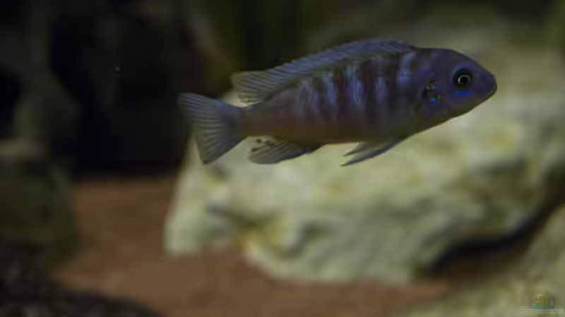 Besatz im Aquarium Becken 11282 von Markus Brachmann (7)