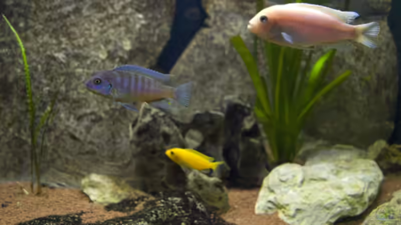 Besatz im Aquarium Becken 11282 von Markus Brachmann (8)