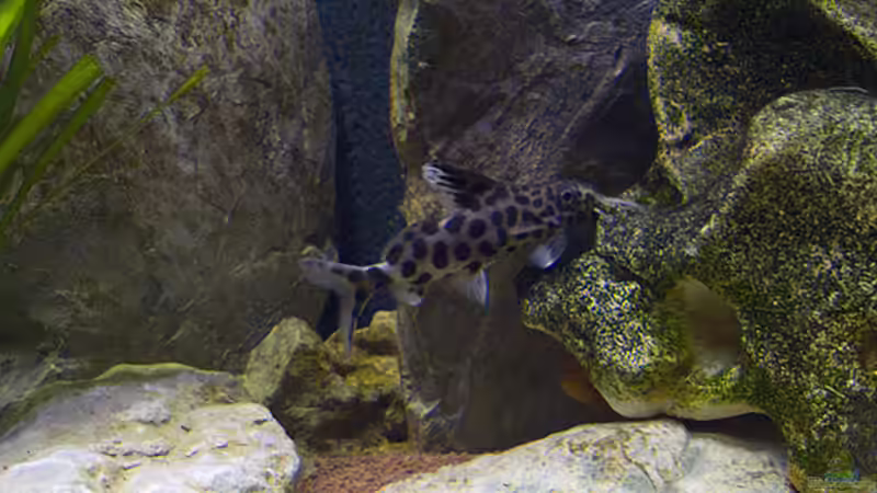 Besatz im Aquarium Becken 11282 von Markus Brachmann (9)