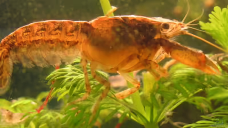 Besatz im Aquarium Becken 11295 von MaikHoehne (3)