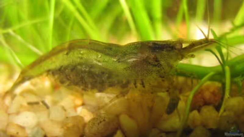 Besatz im Aquarium Becken 11295 von MaikHoehne (5)