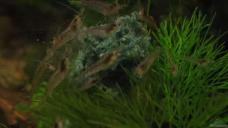 Besatz im Aquarium Becken 11295 von MaikHoehne (7)