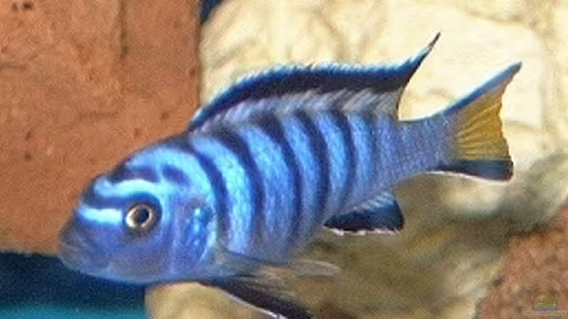 Besatz im Aquarium Becken 113 von Sascha Kaufmann (11)